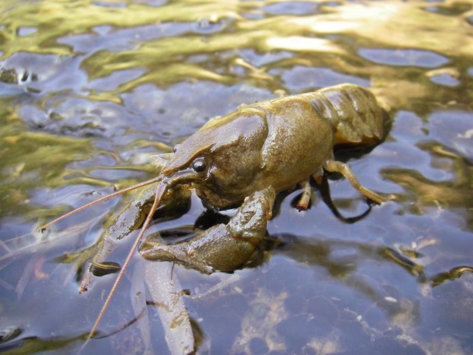 Archivo - Medio Ambiente lleva a cabo 71 controles de conservación del cangrejo de río ibérico en la Comunitat Valenciana
