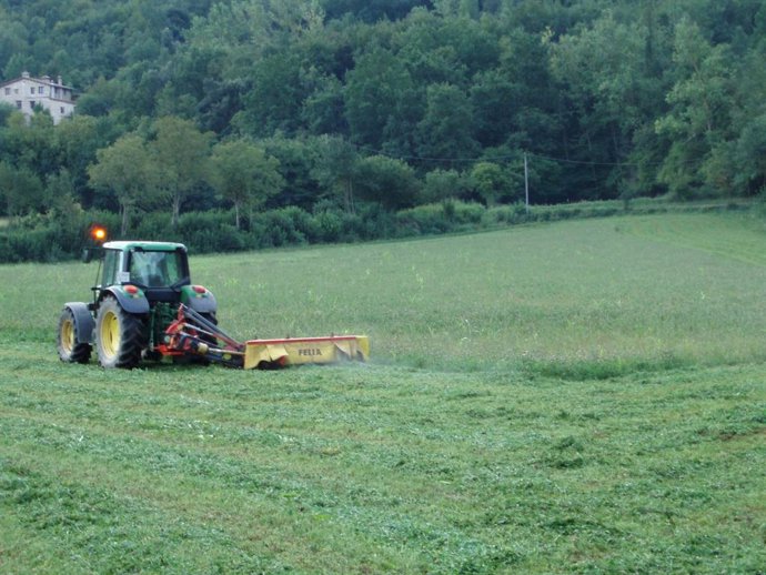 Campo