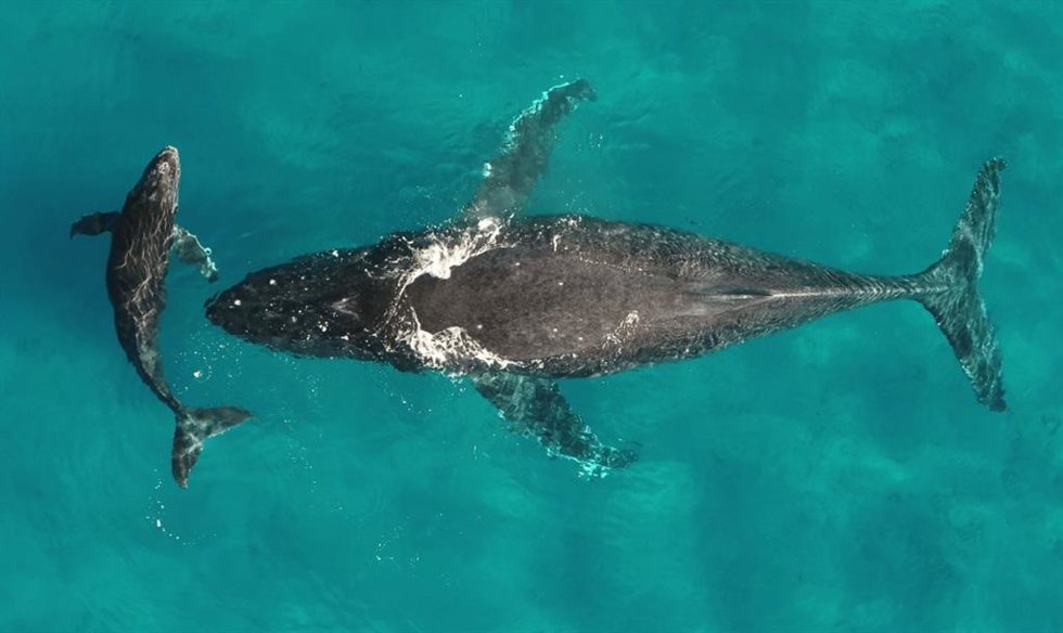 Ballenas jorobadas