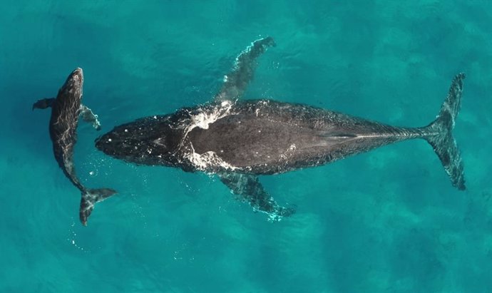 Ballenas jorobadas