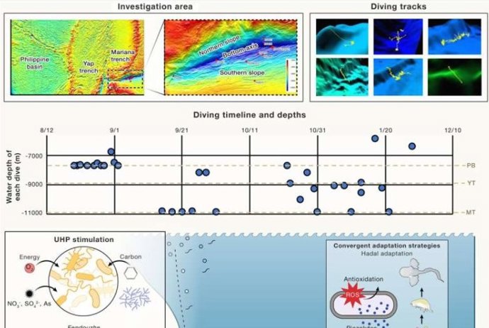 Información sobre inmersiones y muestreos del proyecto MEER y sus principales hallazgos científicos.