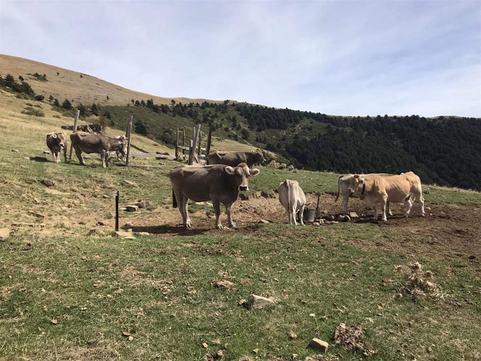 Vacas.