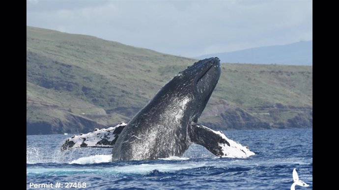 Foto de ballena jorobada