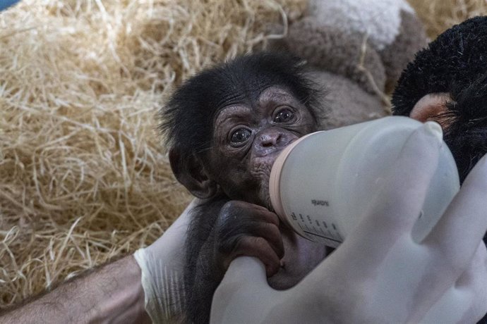 Chimpancé recién nacido en Bioparc