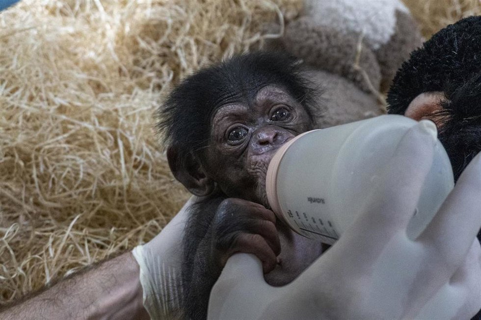 Chimpancé recién nacido en Bioparc