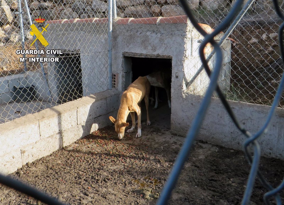 La Guardia Civil investiga en Alhama de Murcia al propietario de tres perros por abandono animal