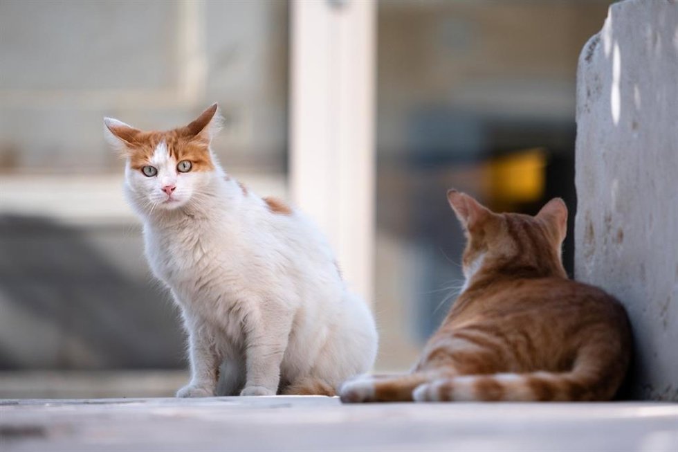 Archivo - Gatos