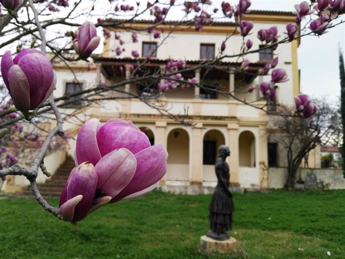 Magnolio floreciendo en los jardines del Museo Casa Pedrilla de Cáceres