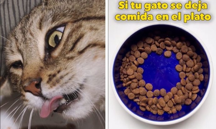 Si tu gato deja comida en forma de donut, este es el mensaje "importante" que te está enviando, según un veterinario