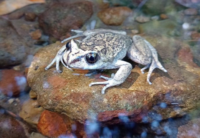 Un individuo hembra de Alsodes vittatus.