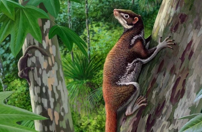 Myxodectes pungens (primeiro plano), pequenos mamíferos que habitavam o oeste da América do Norte há 62 milhões de anos, pesavam cerca de 1,3 kg, viviam em árvores e se alimentavam principalmente de folhas.