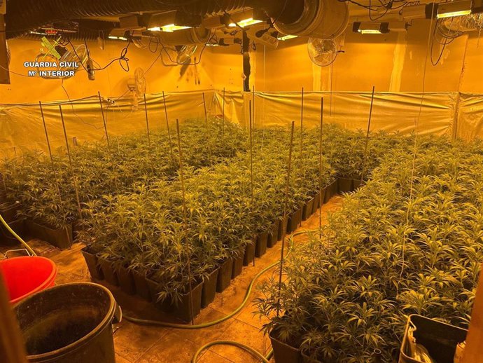Plantación de marihuana descubierta por la Guardia Civil en una vivienda de El Casar.