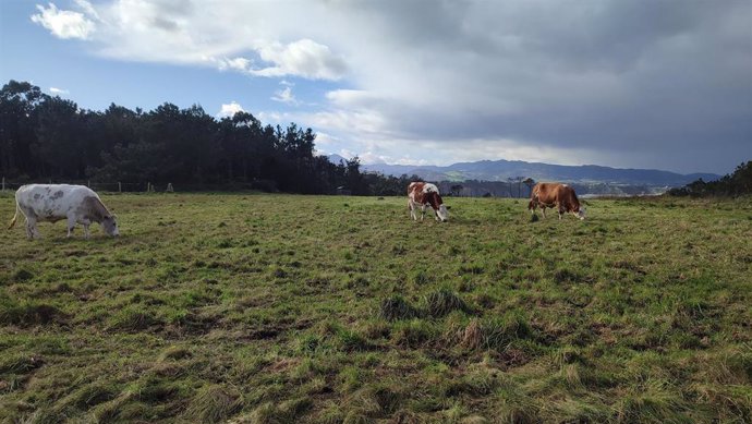 Archivo - Vacas pastando 