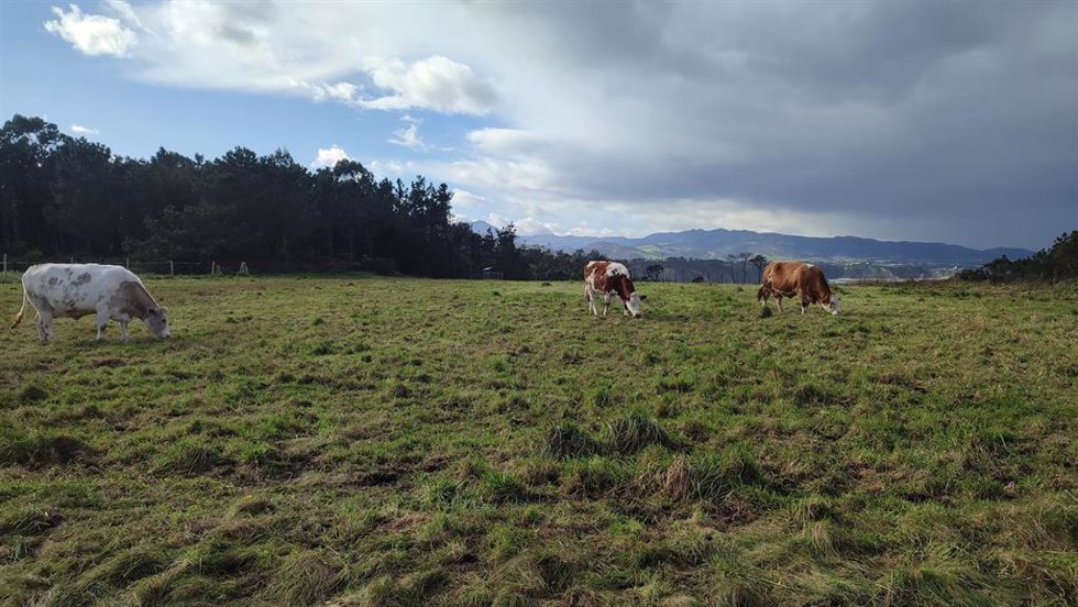 Archivo - Vacas pastando