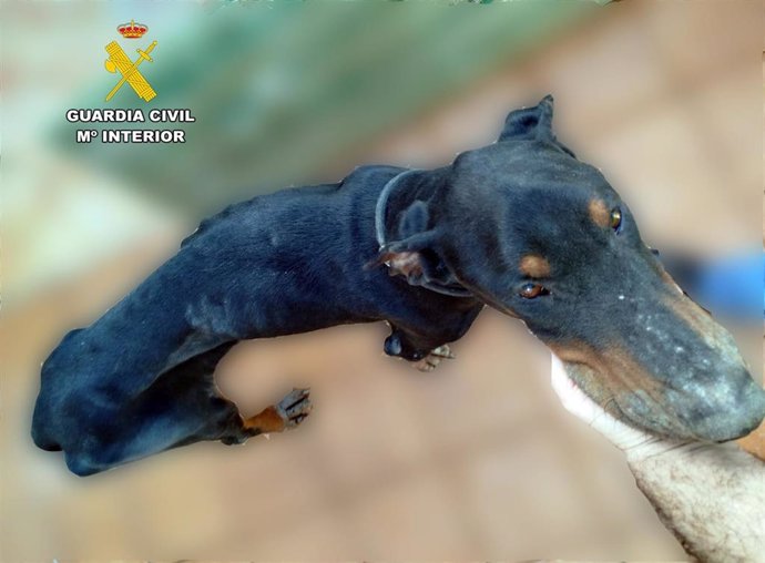 La Guardia Civil salva a un perro en estado extrema desnutrición en Torrelavega