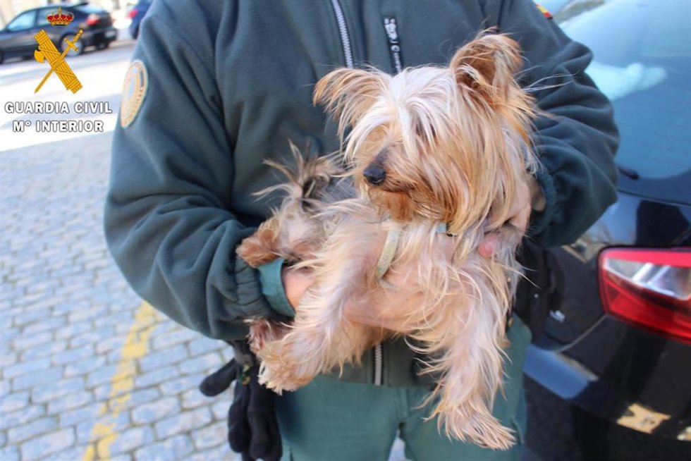 El perro de raza Yorkshire Terrier.