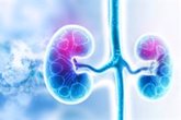Foto: La enfermedad renal crónica afecta al 15% de la población adulta: ¿Por qué aparece?