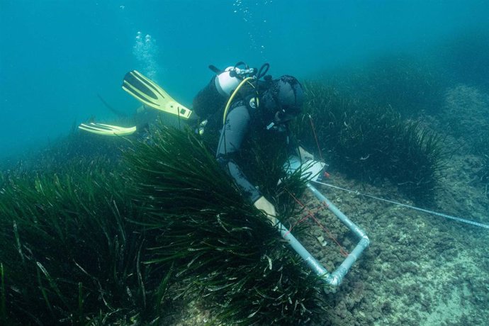Archivo - Estudio de posidonia en una imagen de archivo de 2022 en la playa de Talamanca