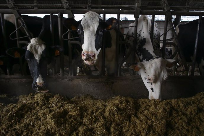 Archivo - Varias vacas en una ganadería de lácteo  