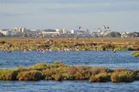 La Junta impulsa la recuperación de las Marismas del Odiel de Huelva con un proyecto de conservación del estuario