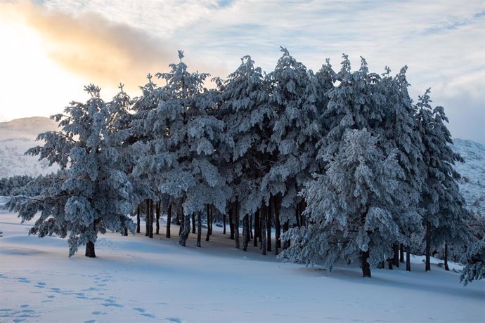 Archivo - Pinos nevados en el Puerto de Cotos, a 7 de enero de 2024, en Madrid (España). 