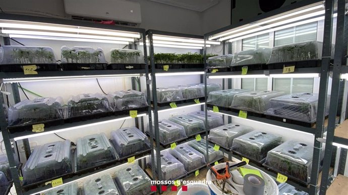 Laboratorio de esquejes de marihuana desmantelado por los Mossos d'Esquadra