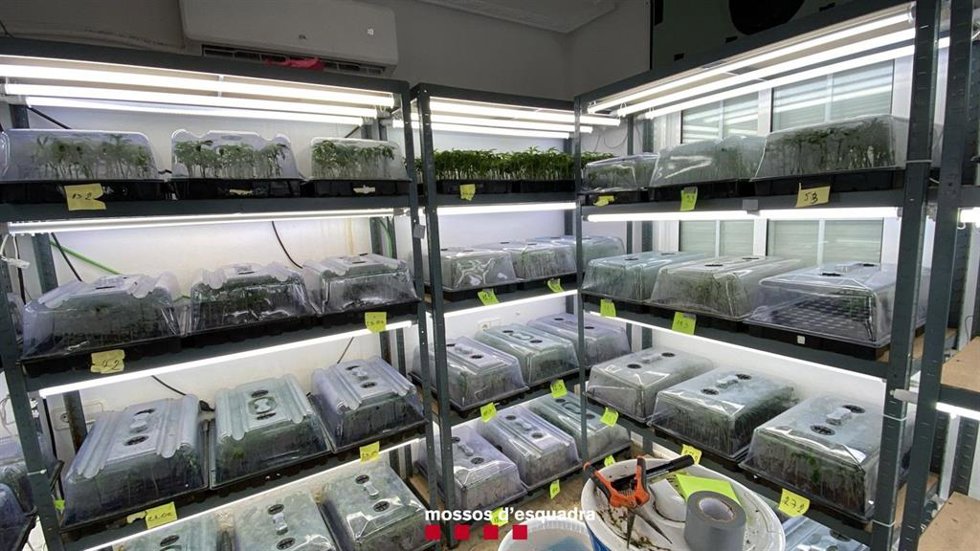 Laboratorio de esquejes de marihuana desmantelado por los Mossos d'Esquadra