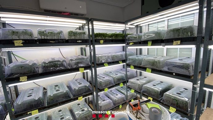 Laboratori d'esqueixos de marihuana desmantellat pels Mossos d'Esquadra