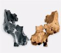 Atapuerca ofrece el rostro humano más antiguo de Europa Occidental