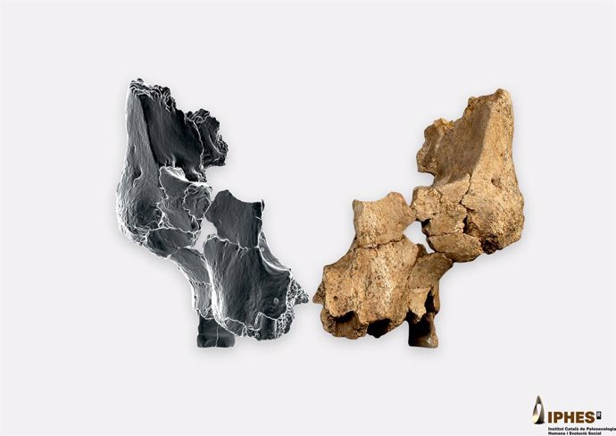 Rostre de l'homínid assignat a l''Homo affinis erectus'