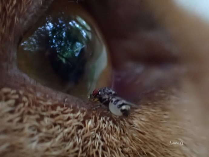 Imagen de 'Phortica variegata', conocida en la bibliografía científica como 'mosca del gusano ocular'.
