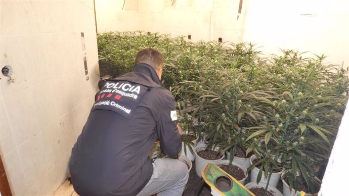 Un agente de los Mossos d'Esquadra en la plantación de marihuana desmantelada en Montcada i Reixac (Barcelona)