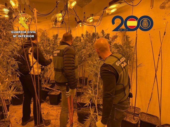Desmantelan un grupo dedicado al cultivo y venta de marihuana en Millena (Alicante) con cuatro detenidos