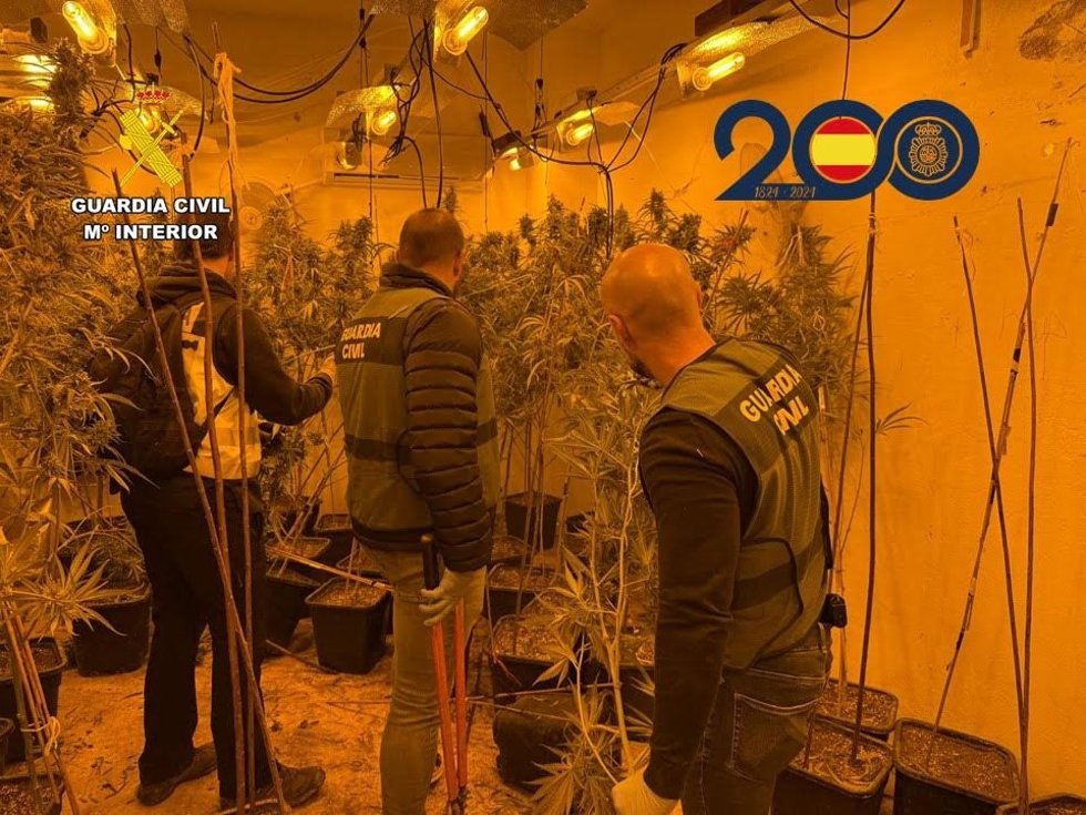 Desmantelan un grupo dedicado al cultivo y venta de marihuana en Millena (Alicante) con cuatro detenidos