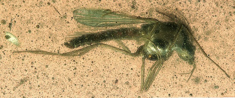 Imagen de un fósil en ámbar de un insecto.