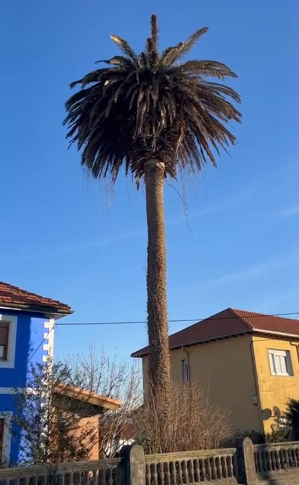 Archivo - Palmera afectada por el picudo rojo