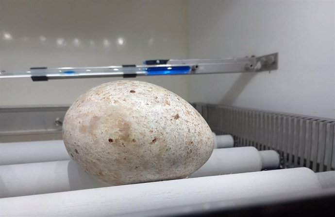 El huevo de buitre negro rescatado, en una incubadora de Grefa.