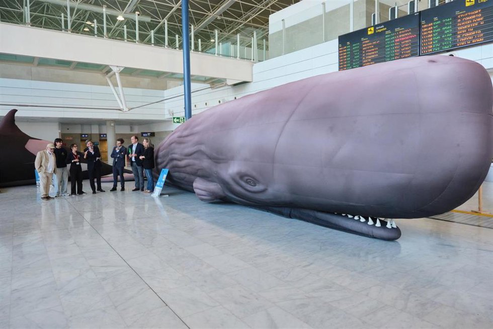 La Reserva de la Biosfera inaugura una Exposición sobre los Cetáceos de la Macaronesia en el Aeropuerto de Fuerteventura