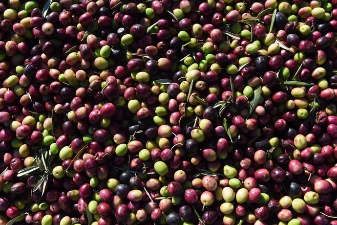 Archivo - Aceitunas