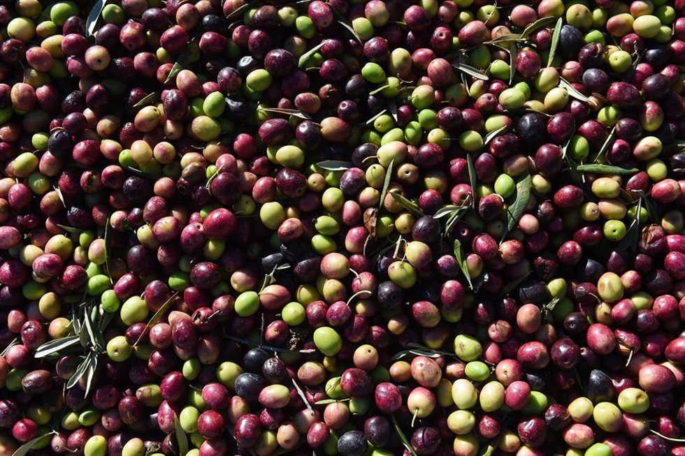 Archivo - Aceitunas