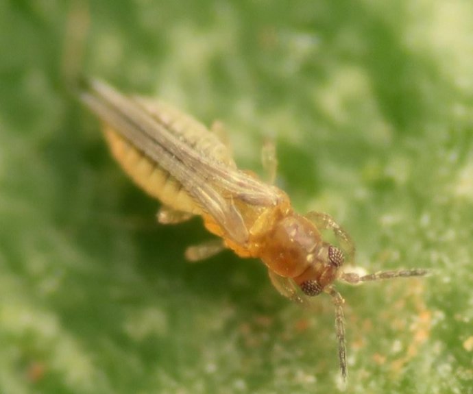 Imagen de un ejemplar de 'Scirtothrips aurantii'.