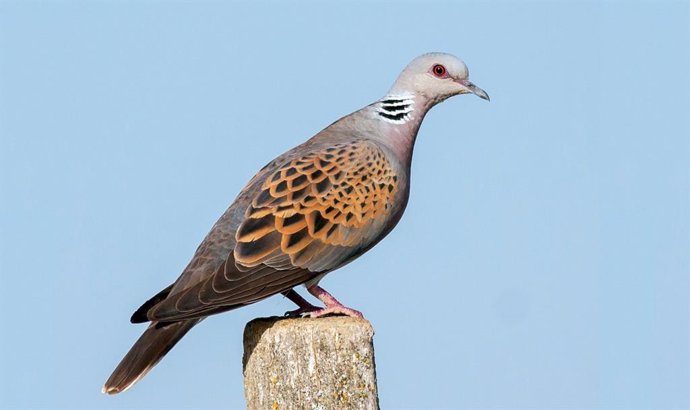 Imagen de un ejemplar de tórtola europea (Streptopelia turtur).