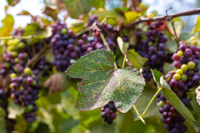 Archivo - Cultivo de vid enfermo