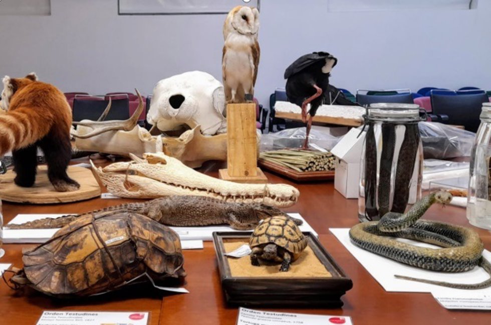 Muestra de las colecciones científicas de la ICTS Doñana.