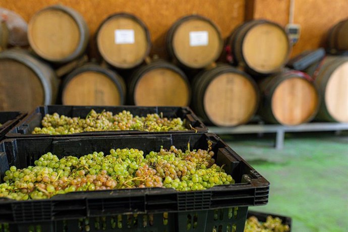 Archivo - Varias cajas llenas de uvas 