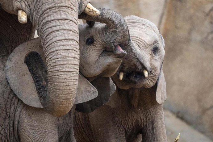 BIOPARC Valencia celebra una "fiesta" por el primer cumpleaños del elefante Malik