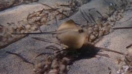 Un ejemplar de raya en aguas de Mallorca.