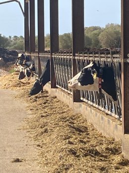 Explotación de vacuno de orientación láctea. Recurso.