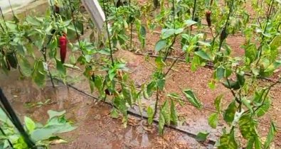 EpAgro - Agricultura