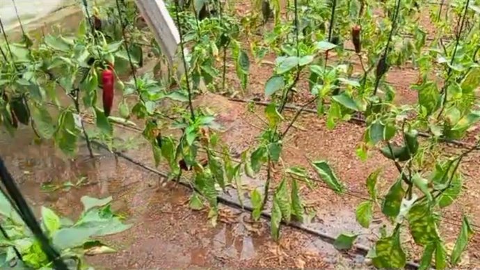 Plantaciones de pimiento anegadas por las lluvias en un invernadero de Almería.
